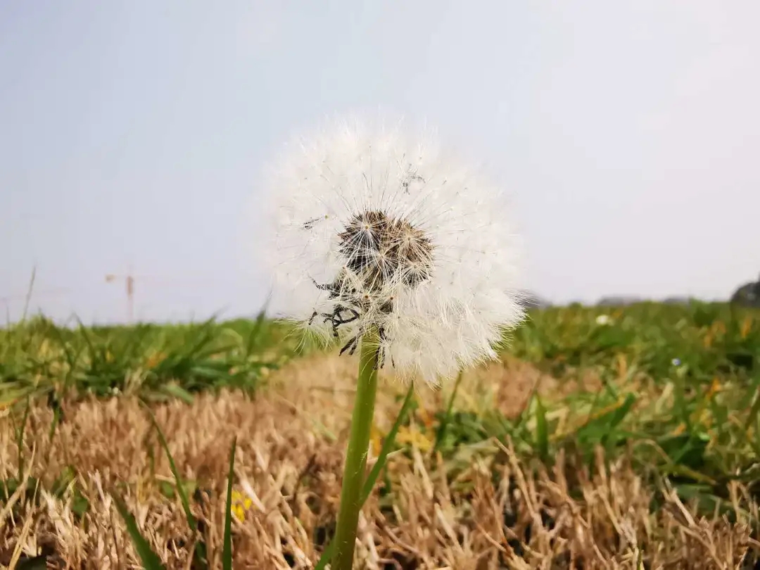 mtten 蒲公英.jpg 7